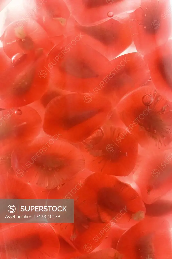 Pomegranate seeds, extreme close-up
