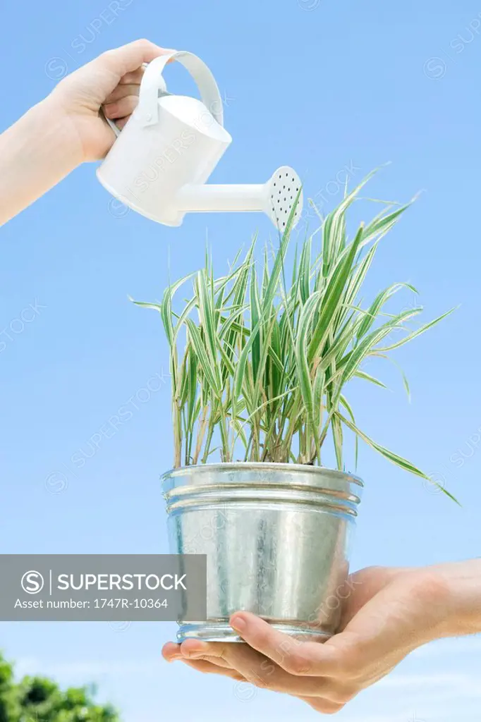 Potted plant being watered