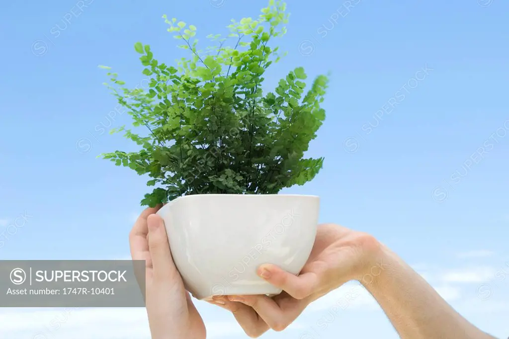 Hands holding up maidenhair fern in pot