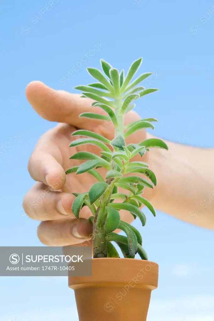 Hand touching succulent plant