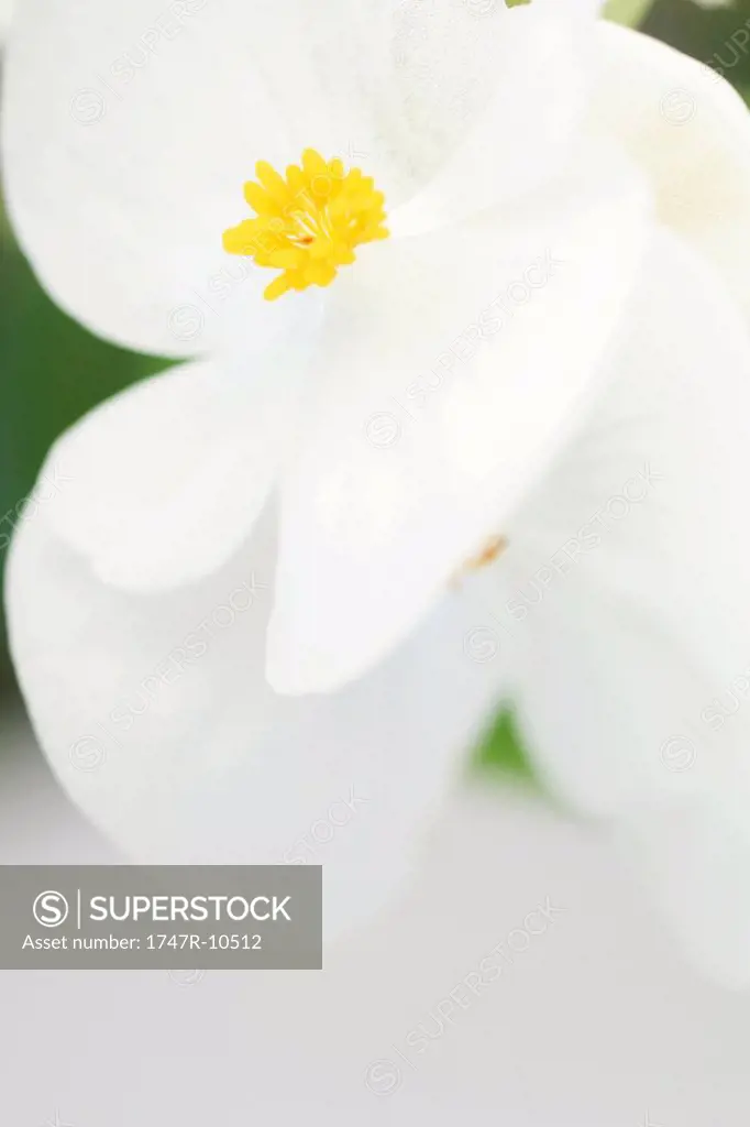 Begonia blossom, close-up