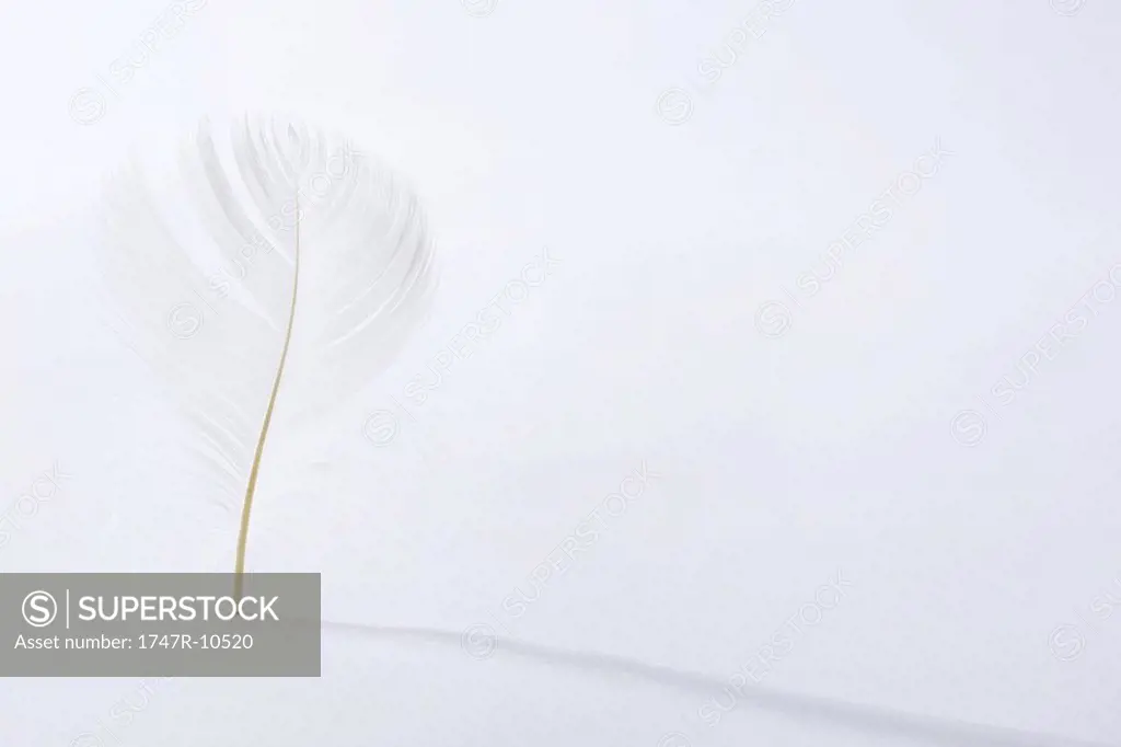 Feather standing on quill, casting shadow