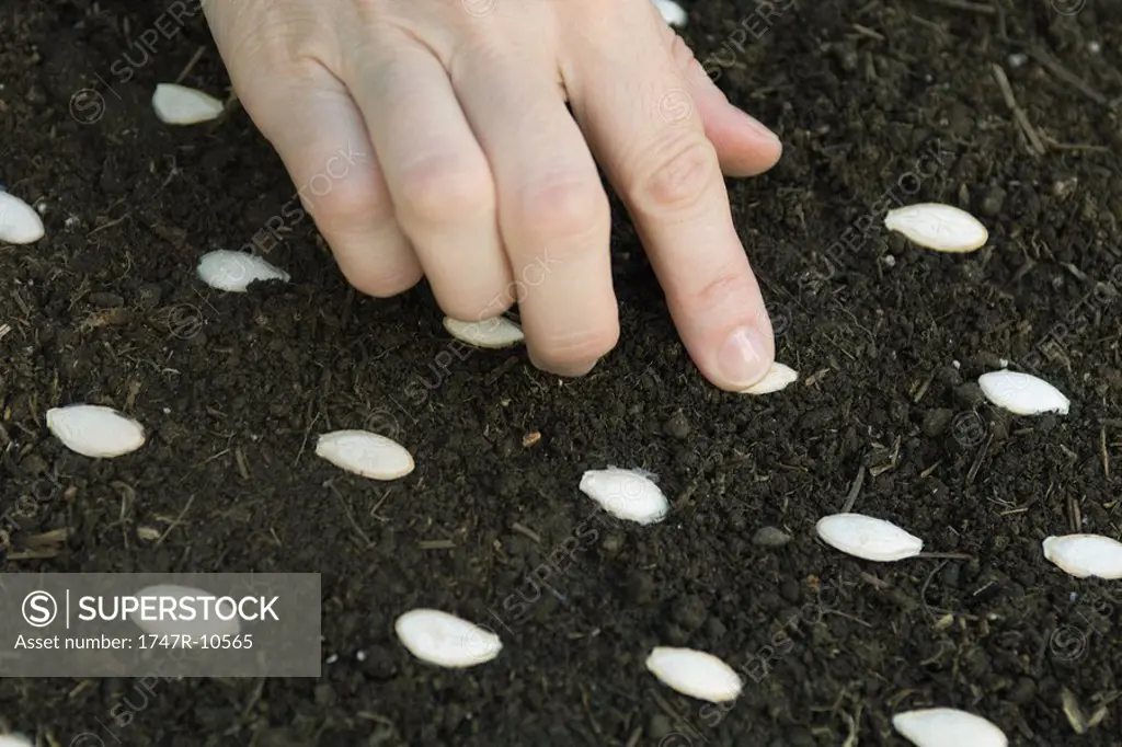 Hand sowing a seed in mulch
