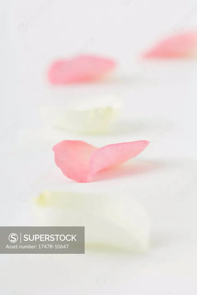 Flower petals in a row, close-up