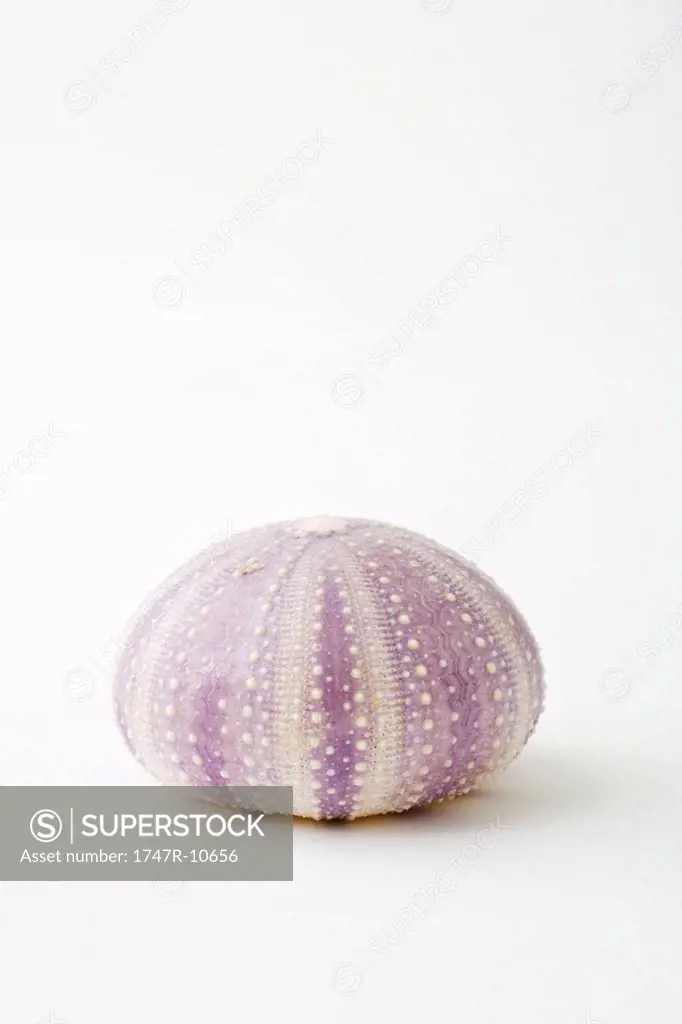 Dried sea urchin shell