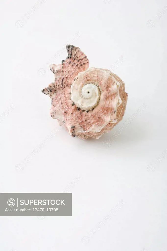 Seashell, close-up