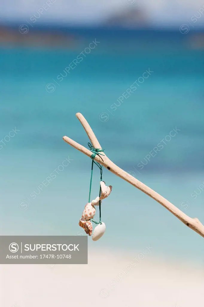 Makeshift seashell necklace hanging from branch