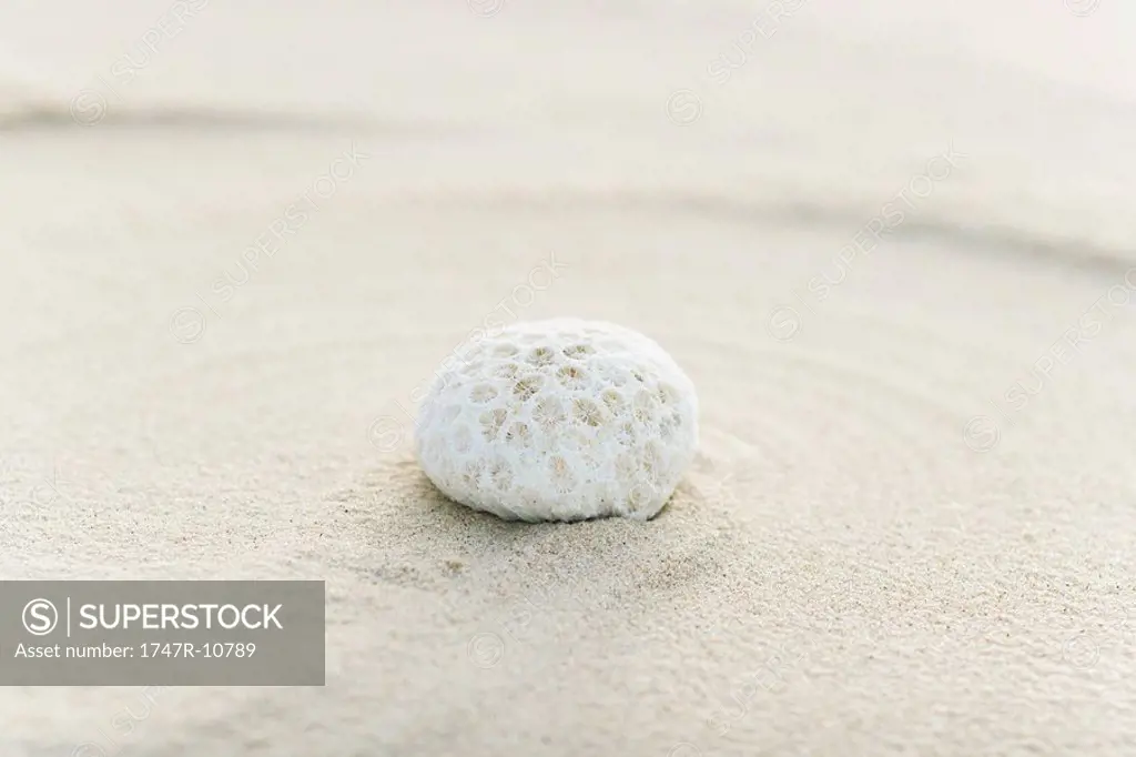 Piece of coral on sand, still life