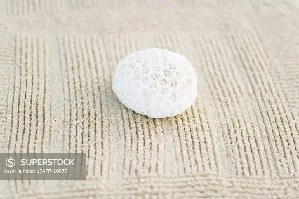 Piece of coral on raked sand, still life