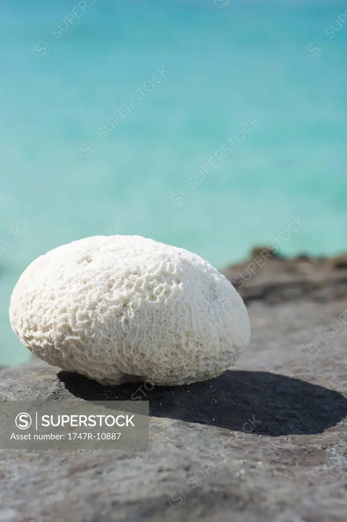 Piece of coral on rocky ground