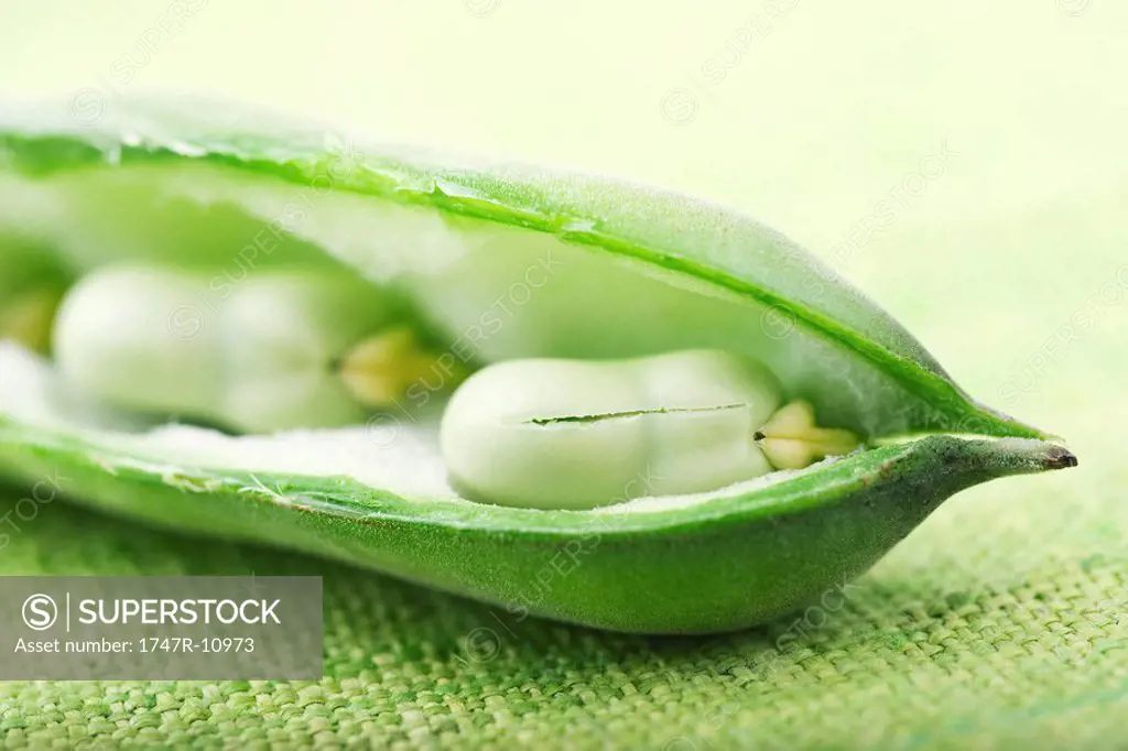 Broad bean pod sliced open to reveal beans, close-up