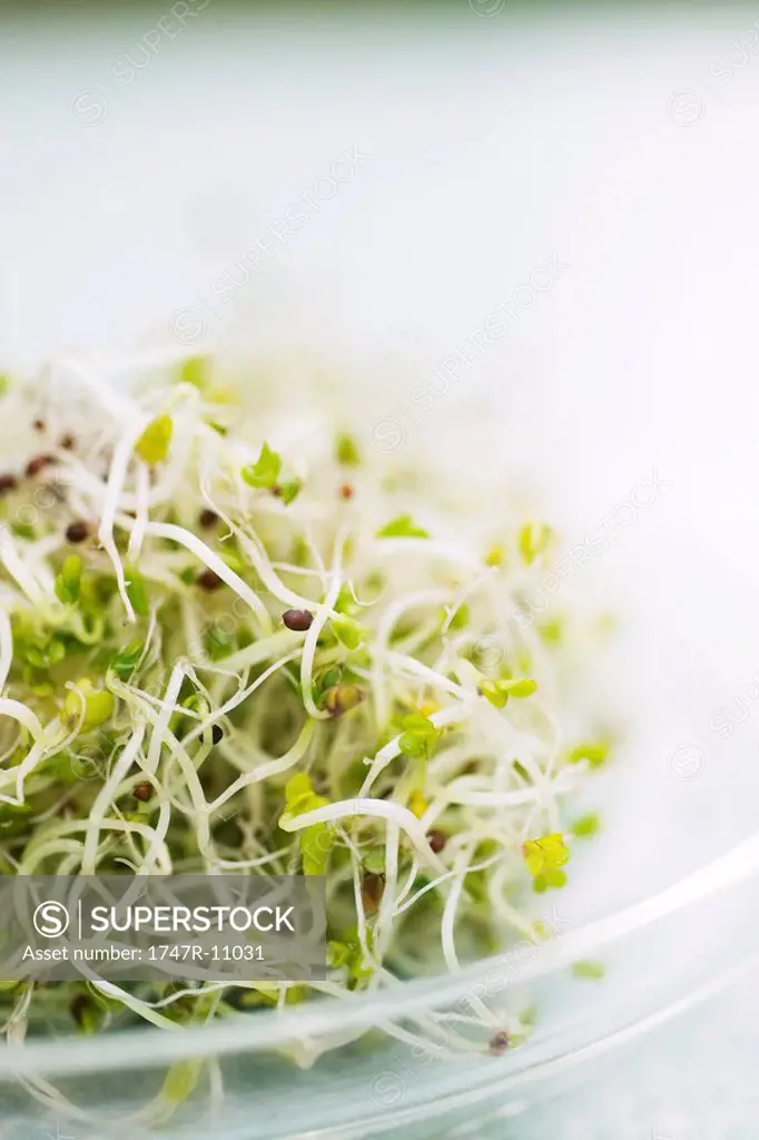 Alfalfa sprouts, close-up