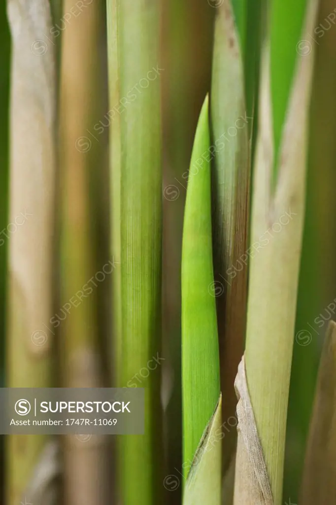 Papyrus cyperus papyrus stems, close-up