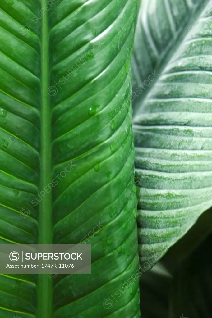 Banana leaves with droplets of dew, close-up