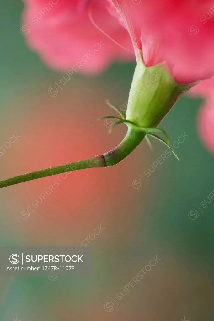 Hibiscus flower sepals, close-up