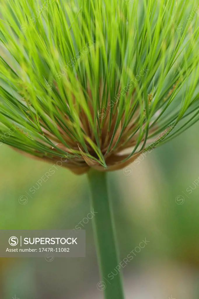 Papyrus plant cyperus papyrus, close-up