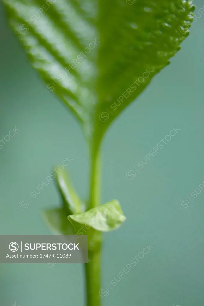New leaves growing on stem, close-up