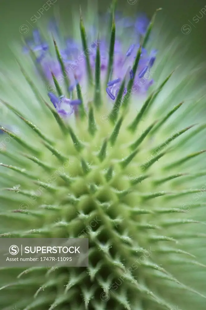 Thistle, extreme close-up