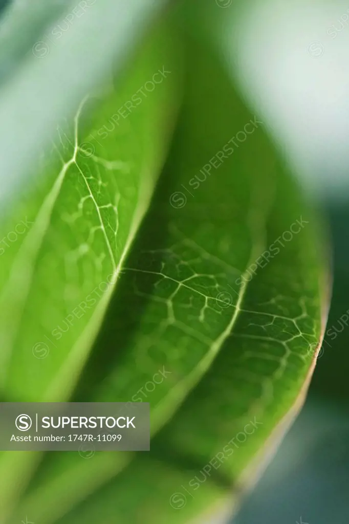 Leaf veins, extreme close-up