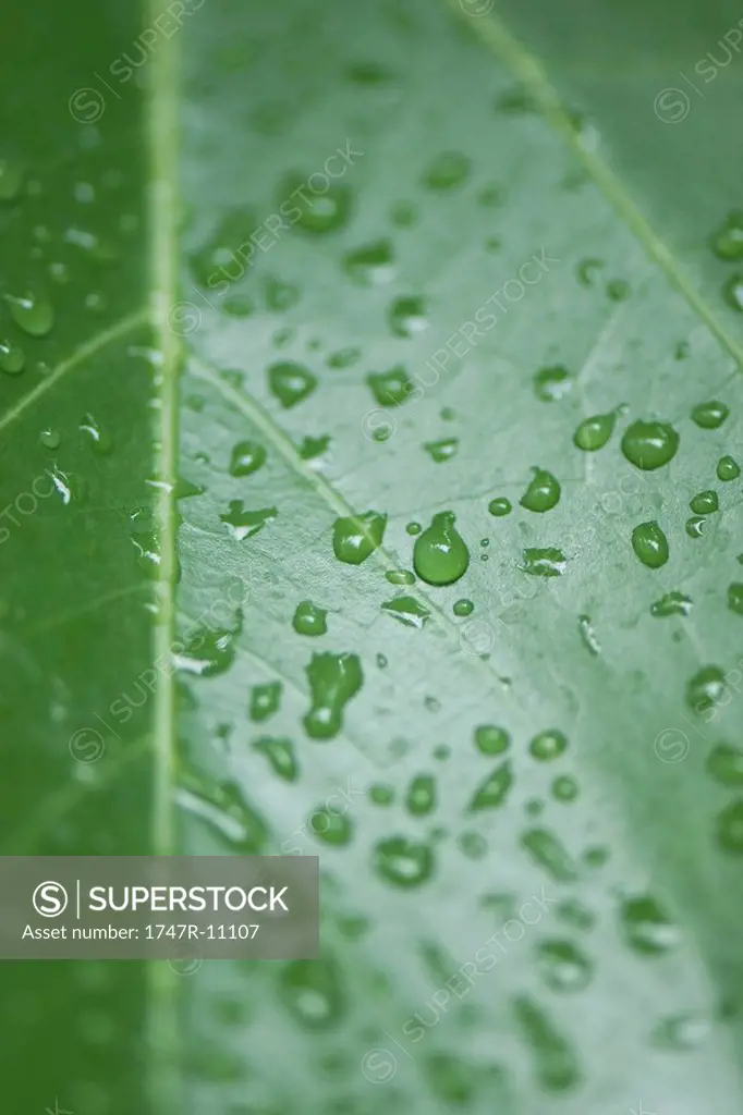 Raindrops on leaf, extreme close-up