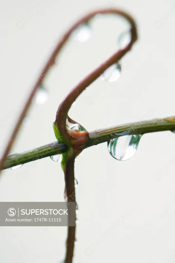 Raindrops on stem, close-up
