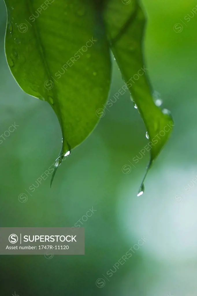 Raindrops on leaves, close-up