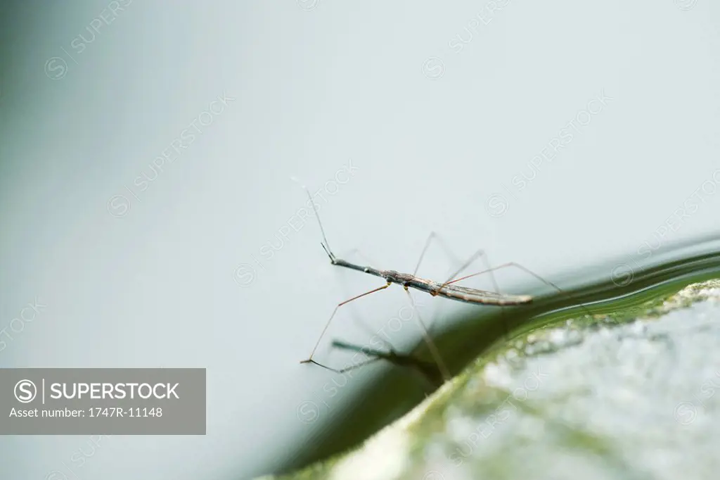Water strider stepping off leaf and onto water surface
