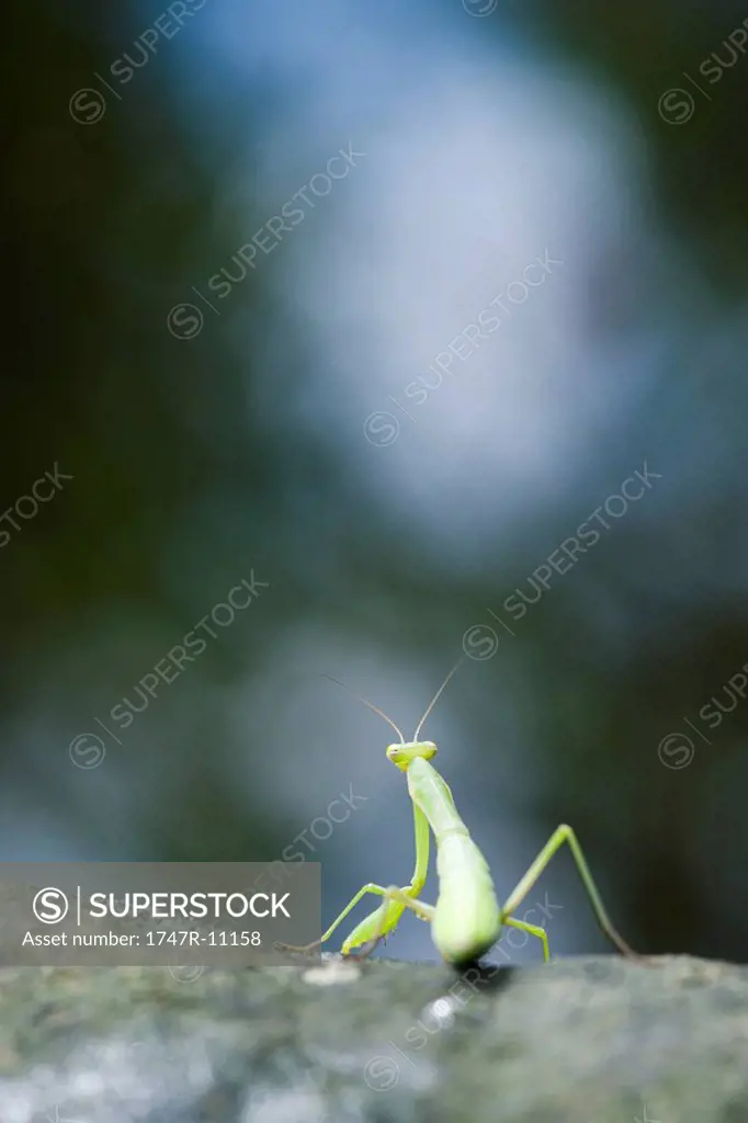 Praying Mantis seated on rock, rear view