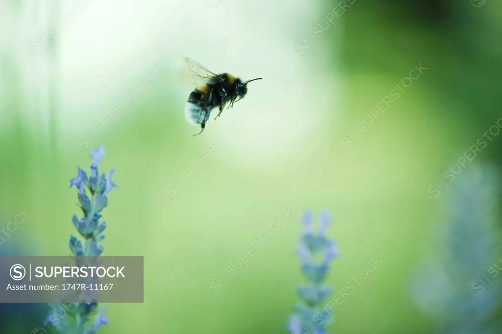 Bumblebee flying over flowers
