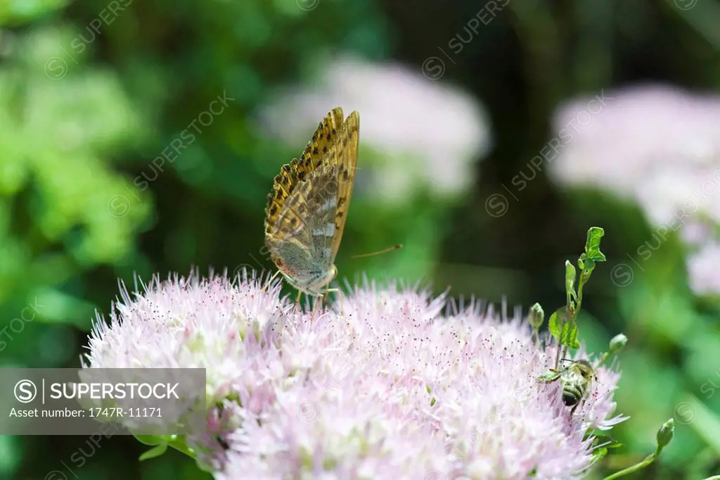 Variegated Fritillary euptoieta claudia butterfly and bee on purple flower