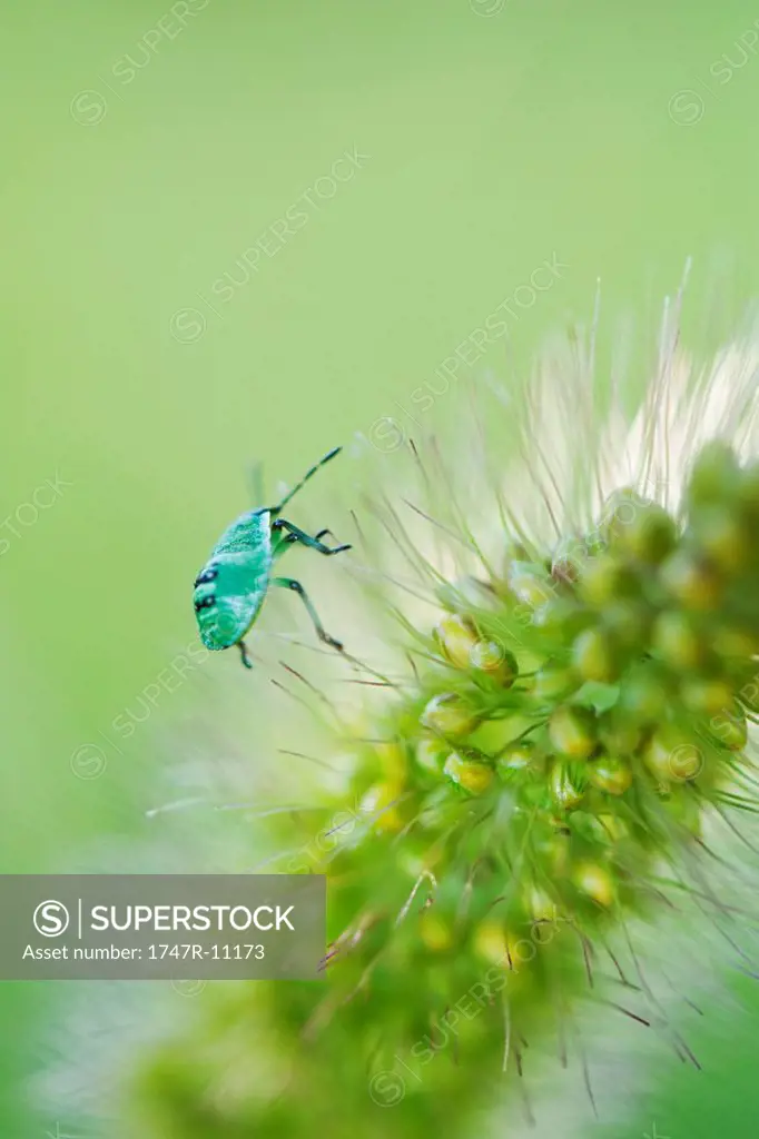 Green Shield bug nymph on flower