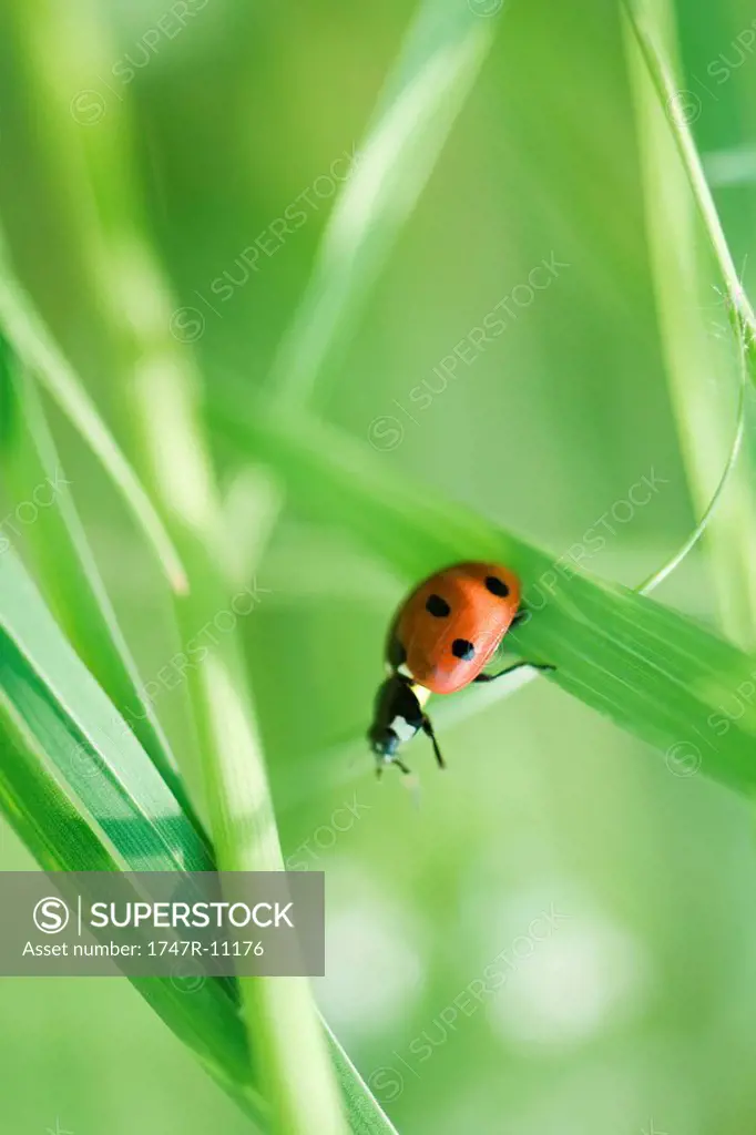 Ladybug crawling on leaf of grass