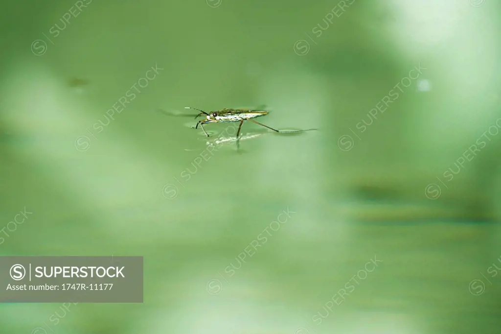 Water strider skating across surface of water