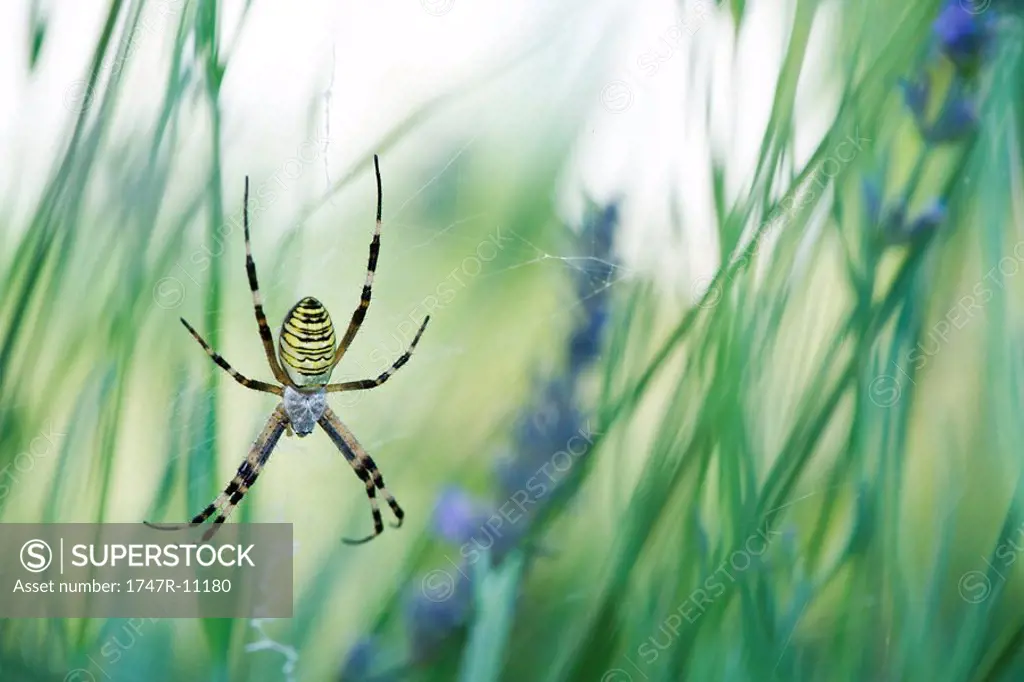 Large Argiope spider in center of it´s web spun between flower stalks in garden