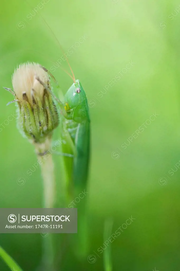 Grasshopper feeding on flower bud
