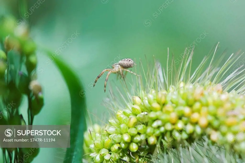 Crab spider crawling across top of budding flower