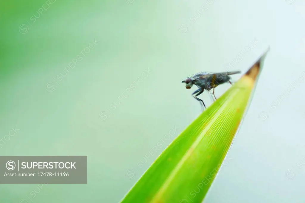 Flesh fly sarcophaga perched at pointed tip of leaf
