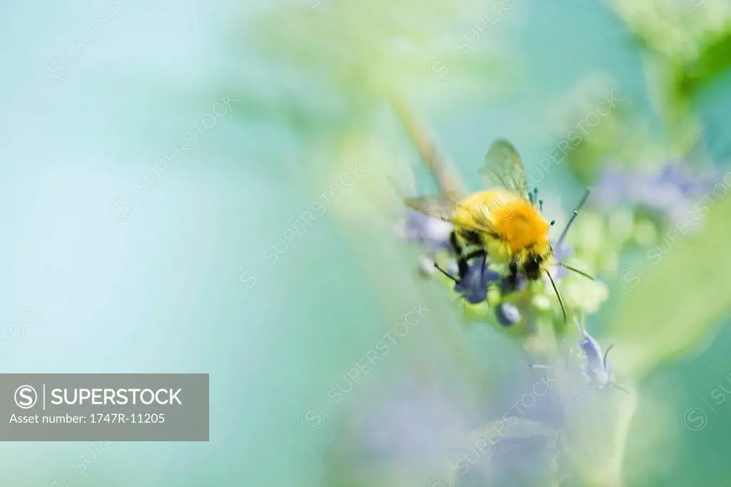 Bumblebee gathering pollen