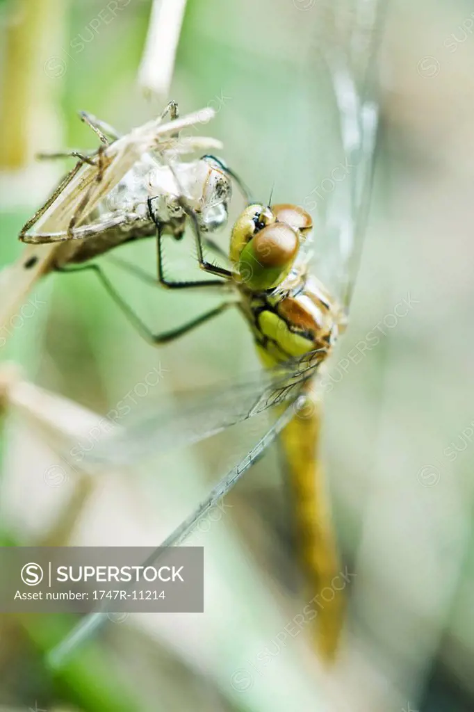 Dragonfly recently emerged from old exoskeleton clinging to empty husk, drying wings
