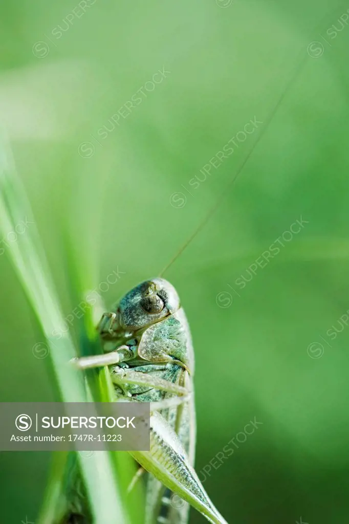 Dried exoskeleton of grasshopper attached to plant stalk