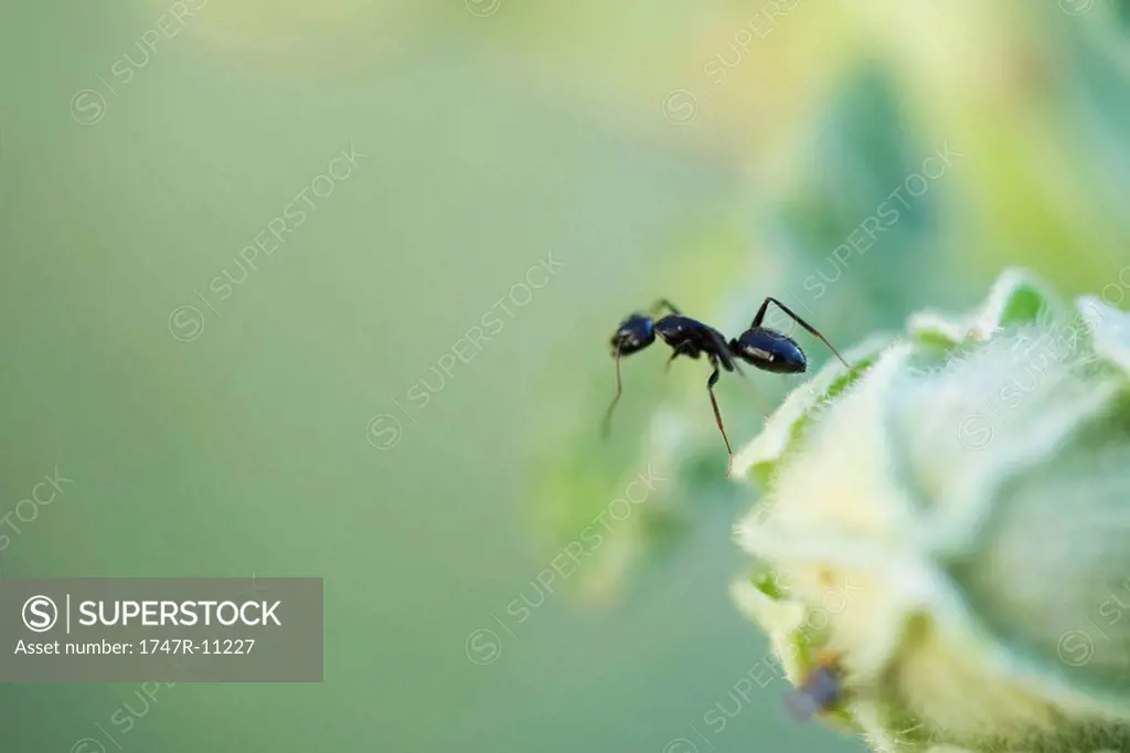 Argentine ant standing upright on edge of flower bud