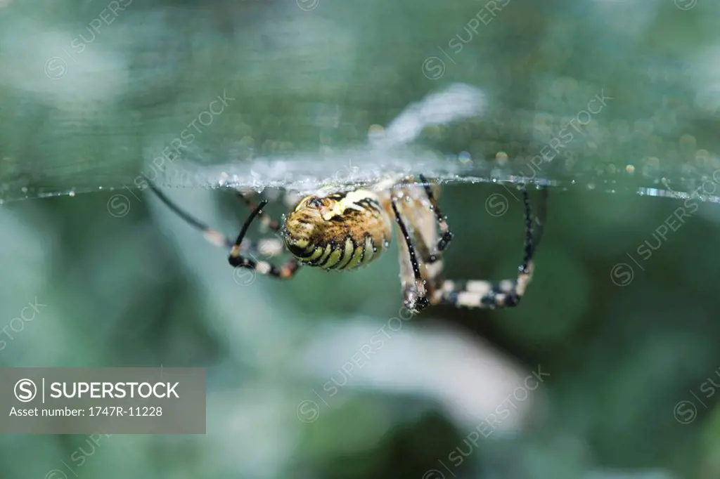 Yellow Garden Spider argiope aurantia, low angle view