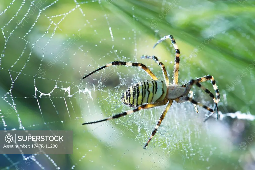 Yellow Garden Spider argiope aurantia spinning web