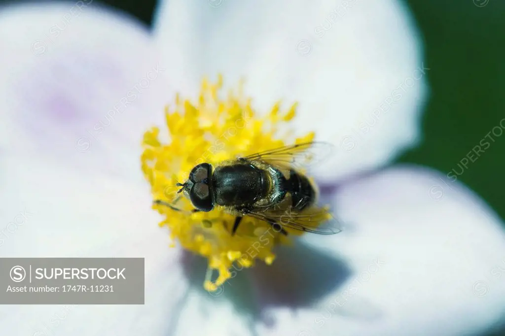 Hoverfly in center of large white and yellow flower gathering pollen