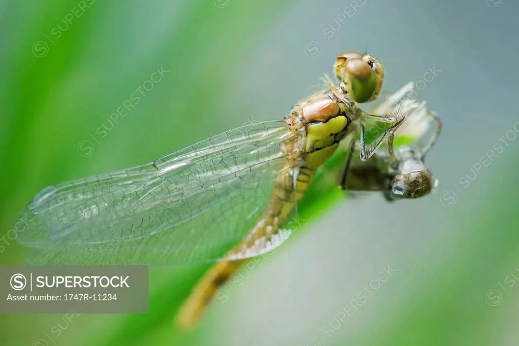 Dragonfly newly emerged from old exoskeleton drying wings