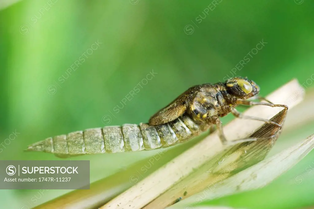 Empty dragonfly exoskeleton clinging onto dried plant stalk
