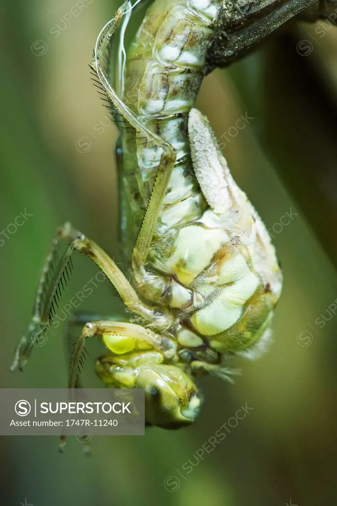 Molting dragonfly emerging from exoskeleton, close-up