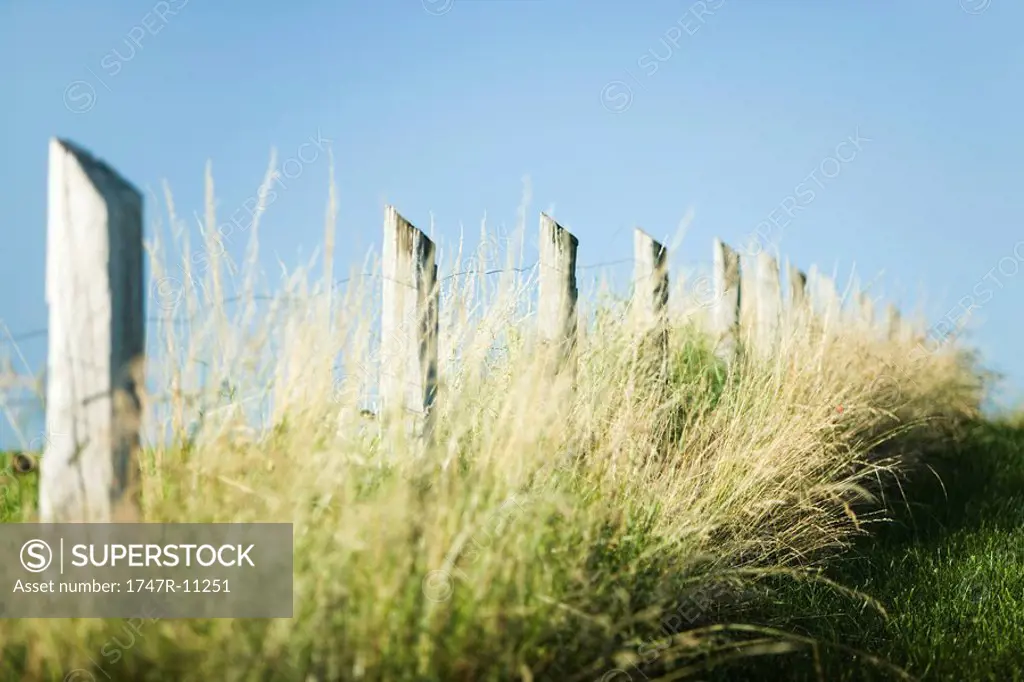 Fence in tall grass