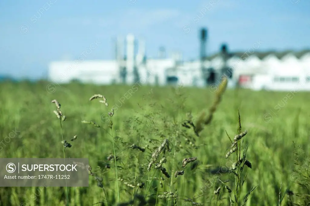 Weeds, factory in background