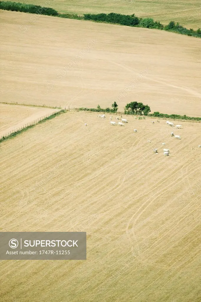Aerial view of cows in pasture